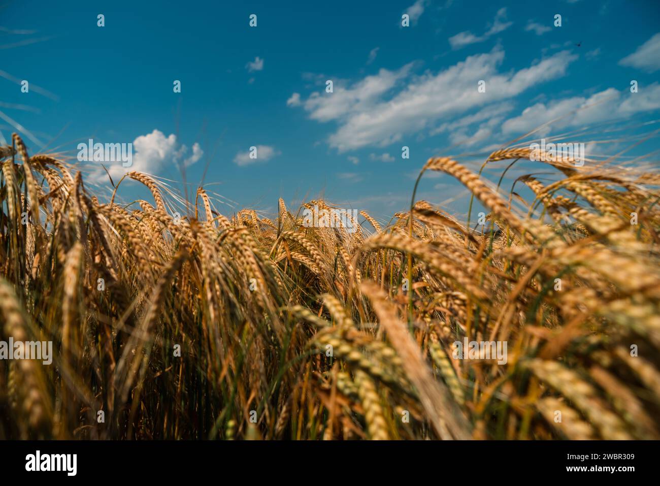 goldenes Weizenfeld mit dem Himmel auf dem Hintergrund Stockfoto