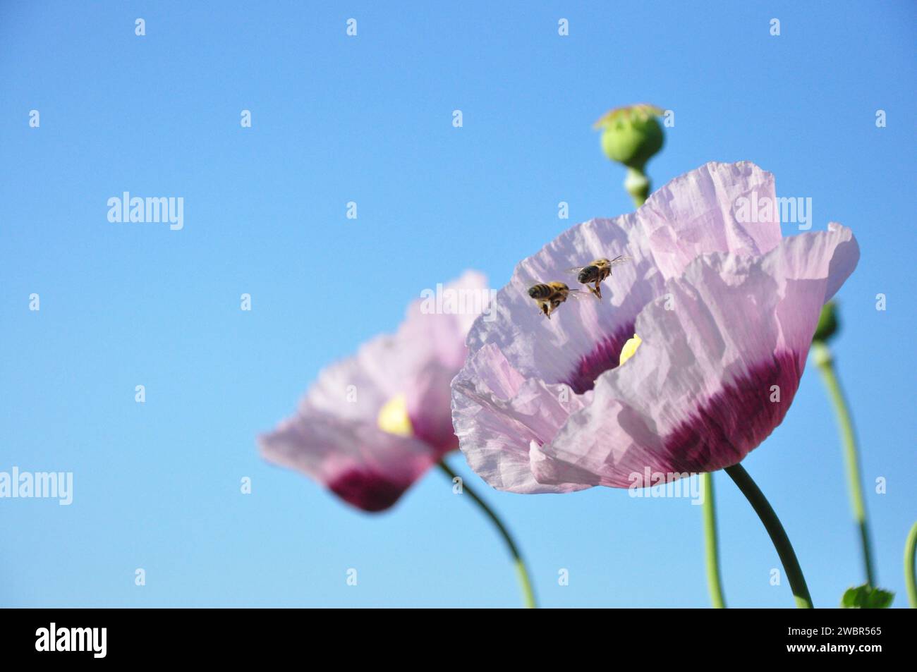 Mohnblume in Blüte mit Biene Stockfoto