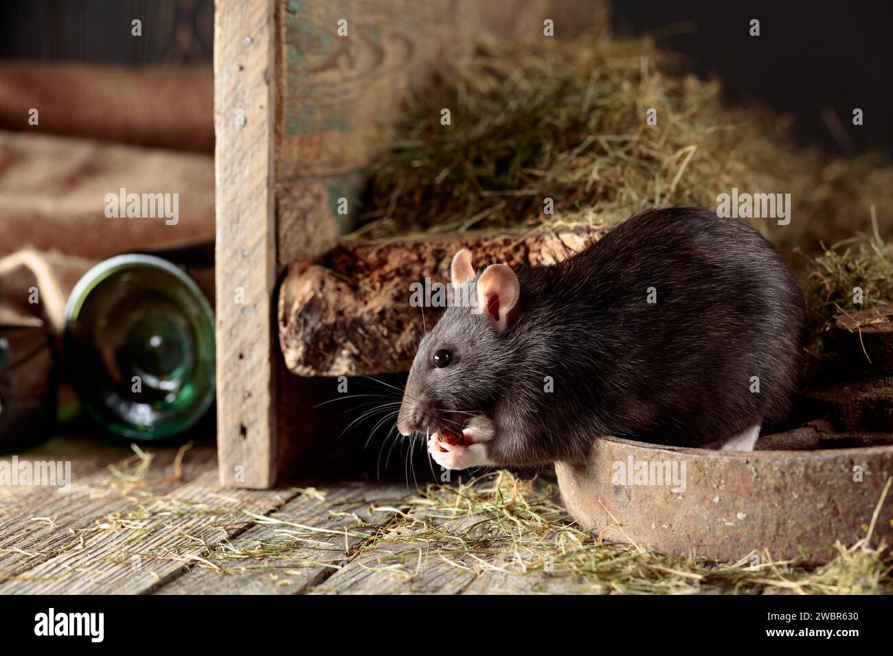 Niedliche Ratte in einer alten Holzscheune mit Heu. Stockfoto