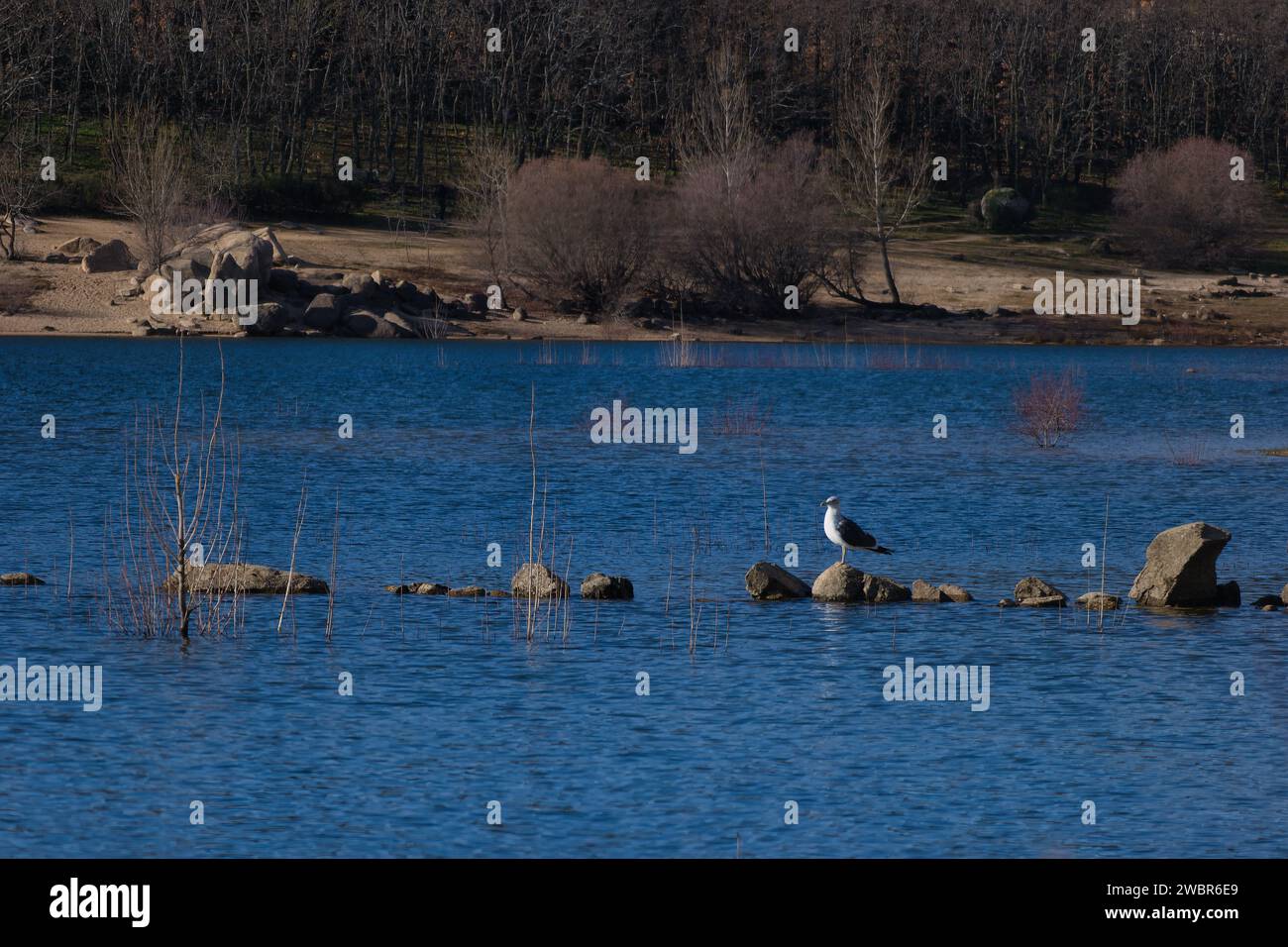 möwenvogel auf dem Stein am See wild in der Berglandschaft Fauna des spanischen Wildtieres Stockfoto