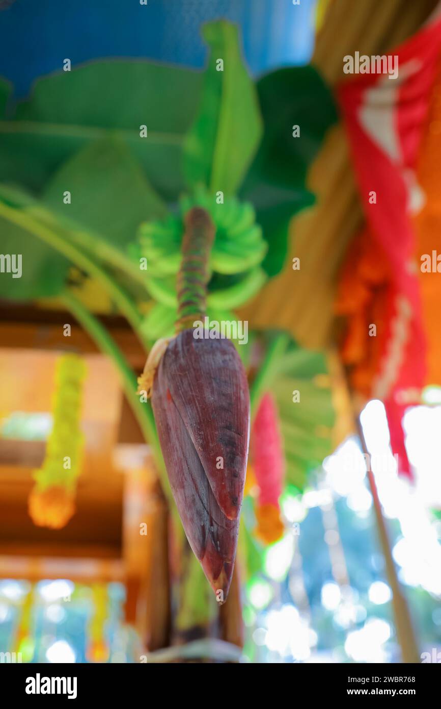 Bananenblüte hängt am 13. Januar 2024 in Kanyakumari, Indien Stockfoto