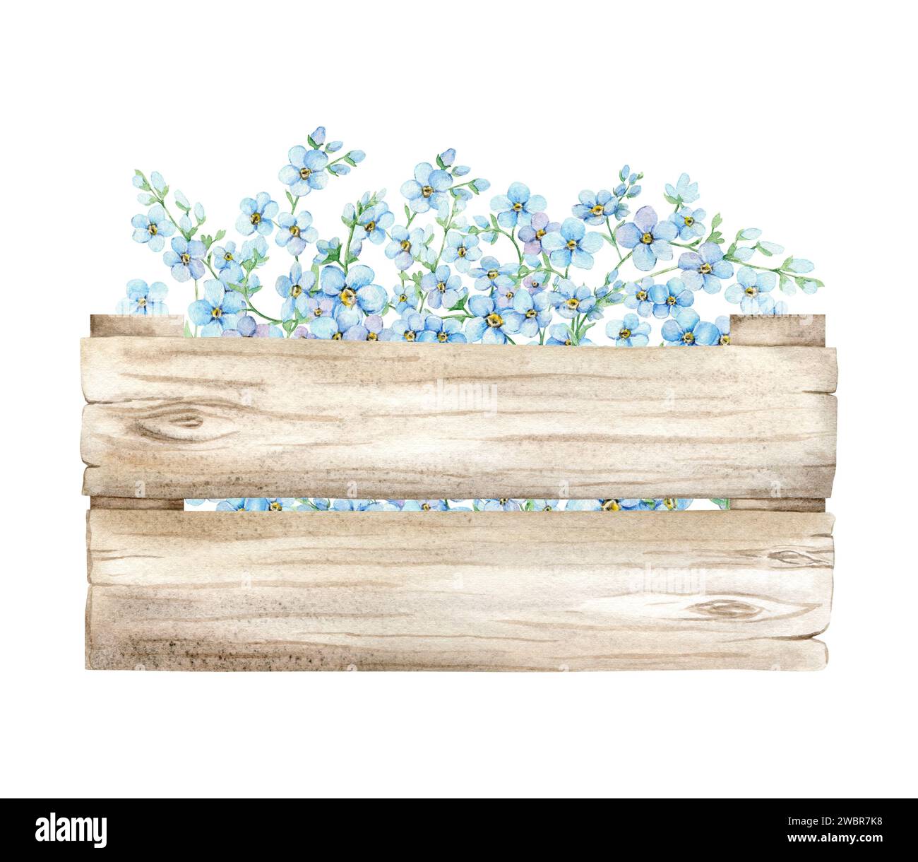 Blue Forget Me nots in Holzkiste. Sommerblumen Skorpion Gras, Myosotis. Handzeichnung Aquarellillustration für Hochzeitseinladungen, Grußkarten Stockfoto