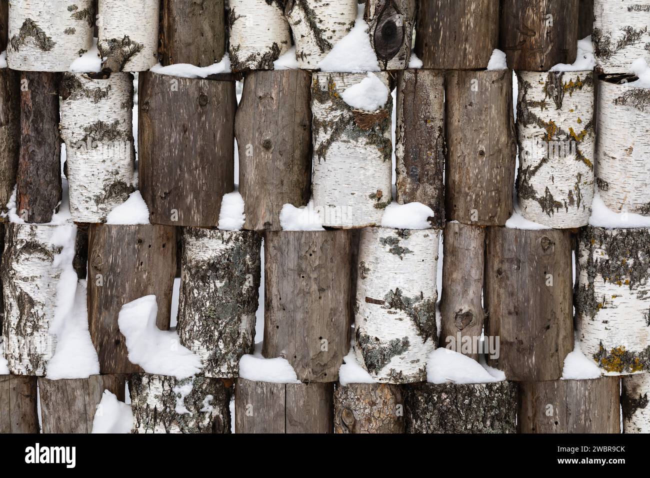 Hölzerner Hintergrund aus Birken- und Kiefernstämmen mit Schnee Stockfoto