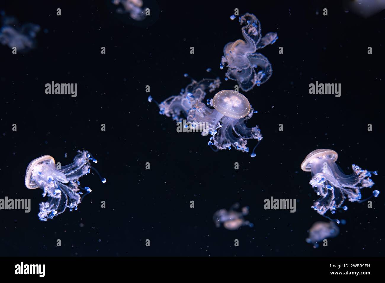 Gruppe von fluoreszierenden Quallen, die unter Wasser Aquarienbecken schwimmen. Gefleckte australische Quallen, Phyllorhiza punctata im Aquarium mit Neonlicht. Weiter Stockfoto