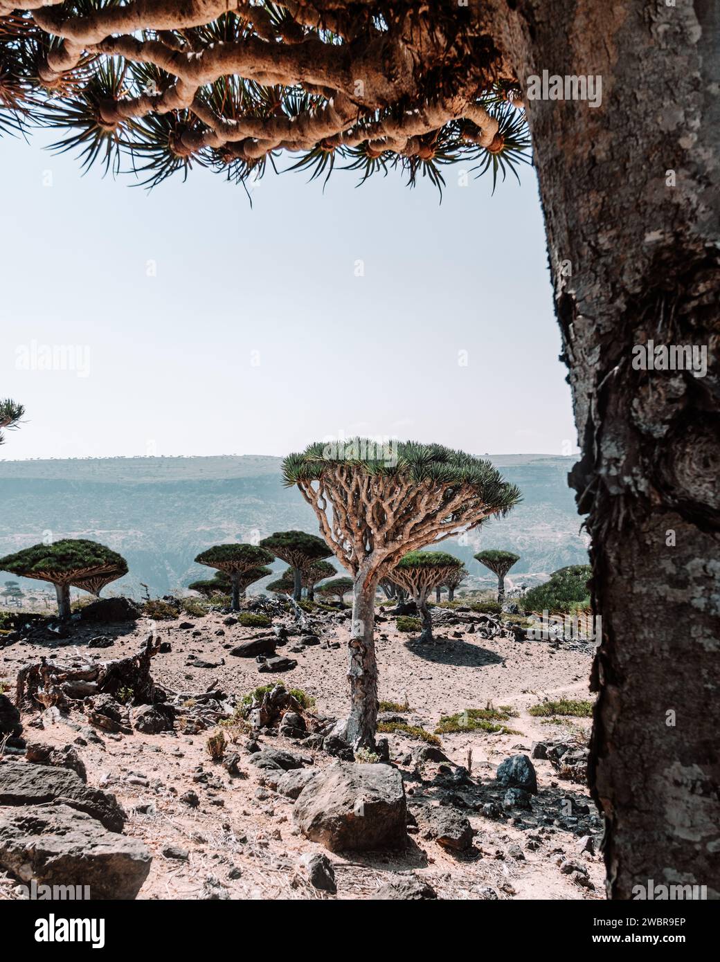 Drachenblutbäume auf dem Diksam-Plateau auf der Insel Socotra im Jemen Stockfoto