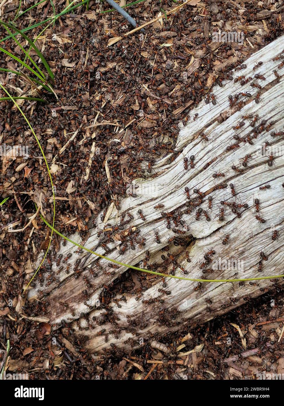 Nest von Holzameisen (Formica Spec.) Um einen Holzmast herum Stockfoto