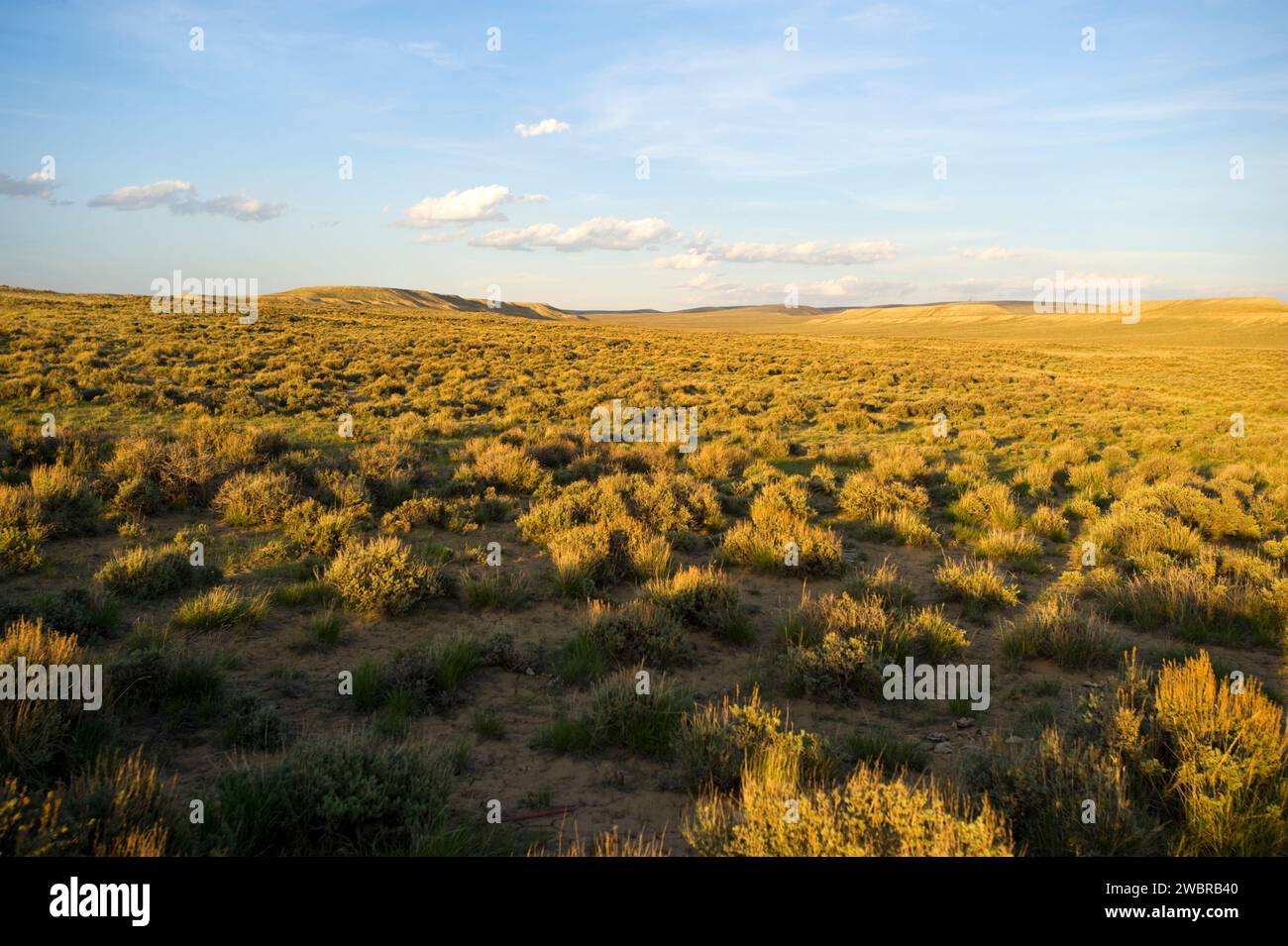 Salbei Prairie, Pinedale, WY Stockfoto