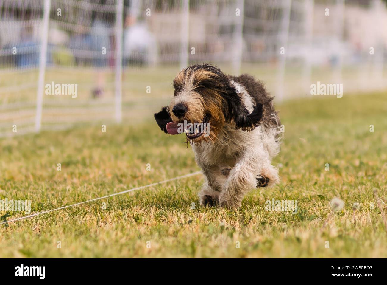 Fröhliche und aufgeregte Petit Basset Griffon Vendeen, die Hundesport laufen Stockfoto