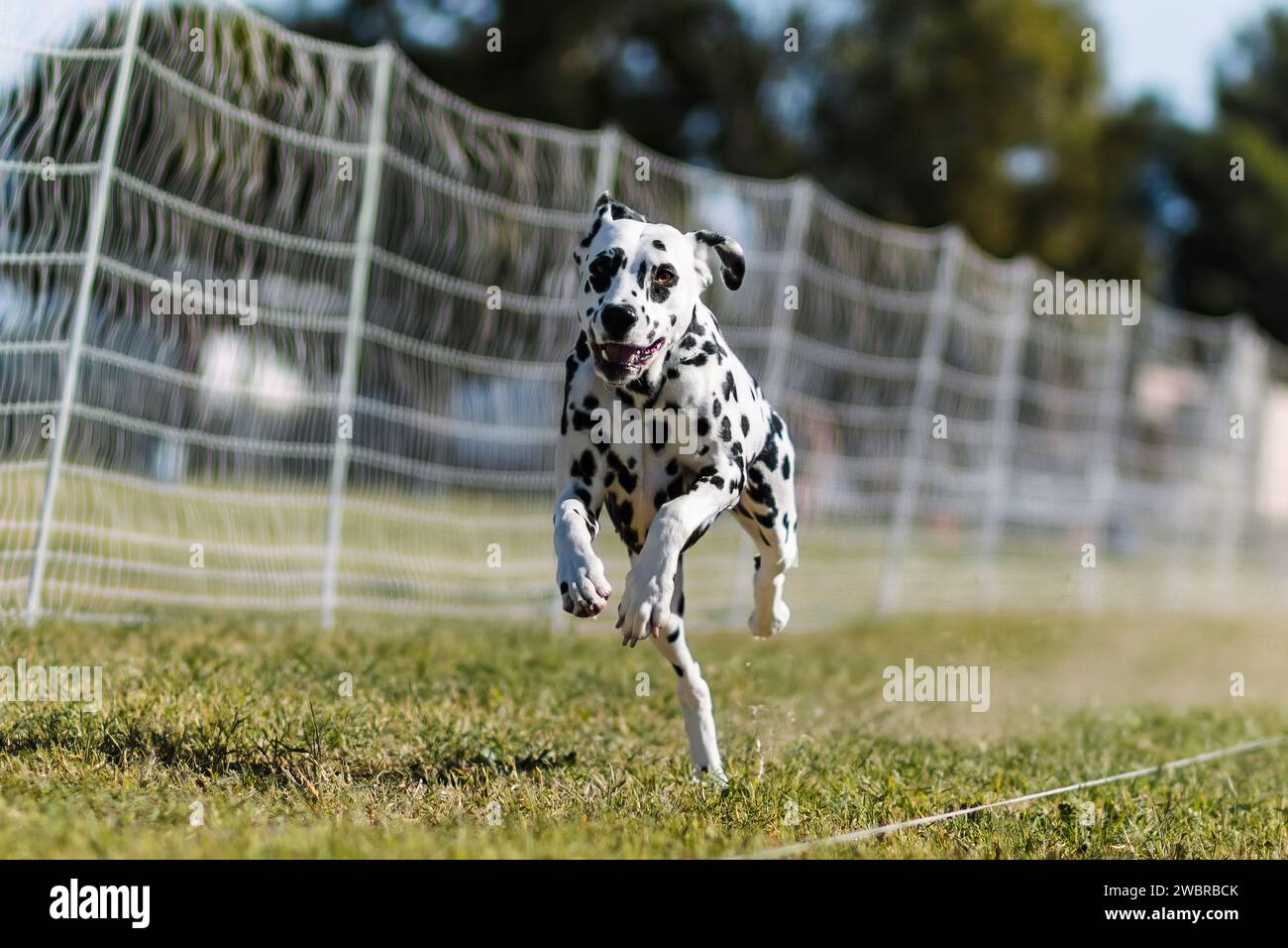 Happy Spoted Dalmatiner Hund laufen Köder Kurs Hundesport Stockfoto