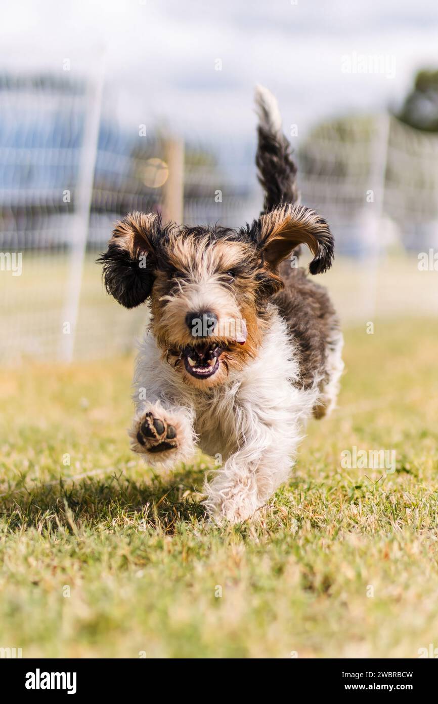 Fröhliche und aufgeregte Petit Basset Griffon Vendeen, die Hundesport laufen Stockfoto