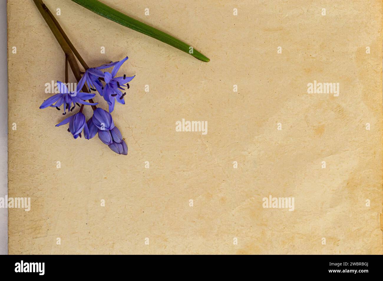 Frühlingsblumen sind Schneetropfen, Scilla-Blattwerk und Papier für Texthintergrund. Kopierbereich, Draufsicht. Weihnachtskarte. Urlaubshintergrund. Stockfoto