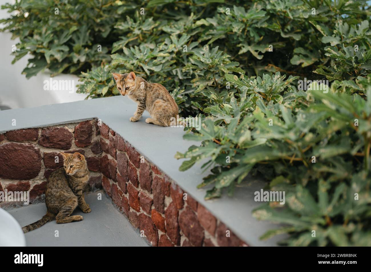 Zwei Katzen im Freien sitzen an Ziegelvorsprüngen und grünen Büschen Stockfoto