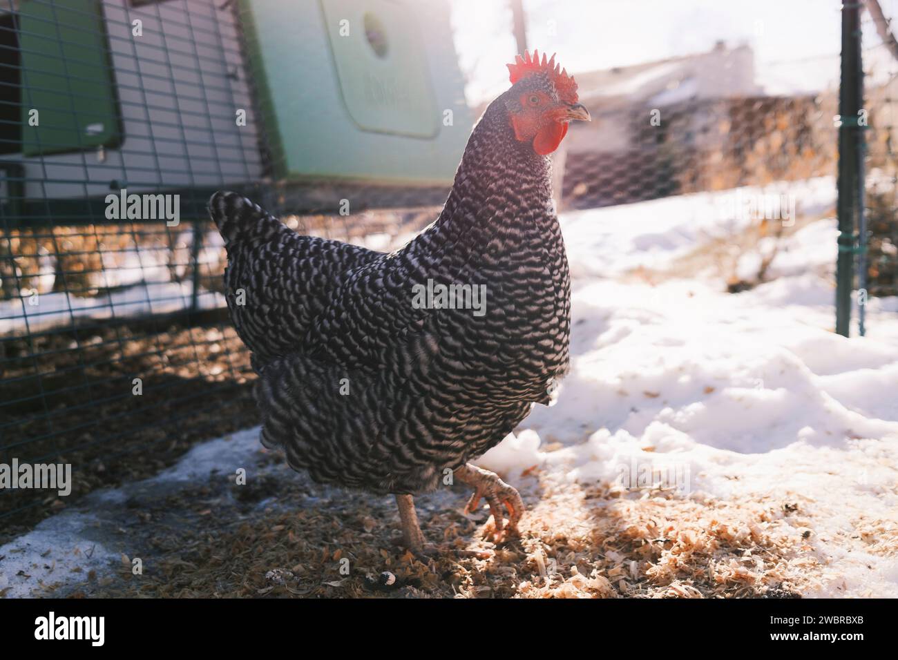 Glückliches Huhn auf einer verschneiten Winterfarm Stockfoto