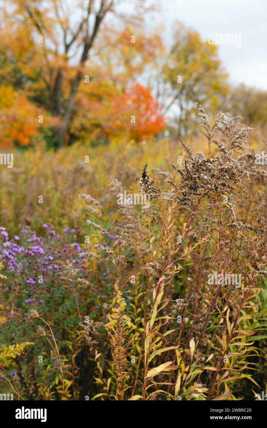Frühherbstfarben über Wiese mit beigem Gras und herbstlichen Wildblumen Stockfoto
