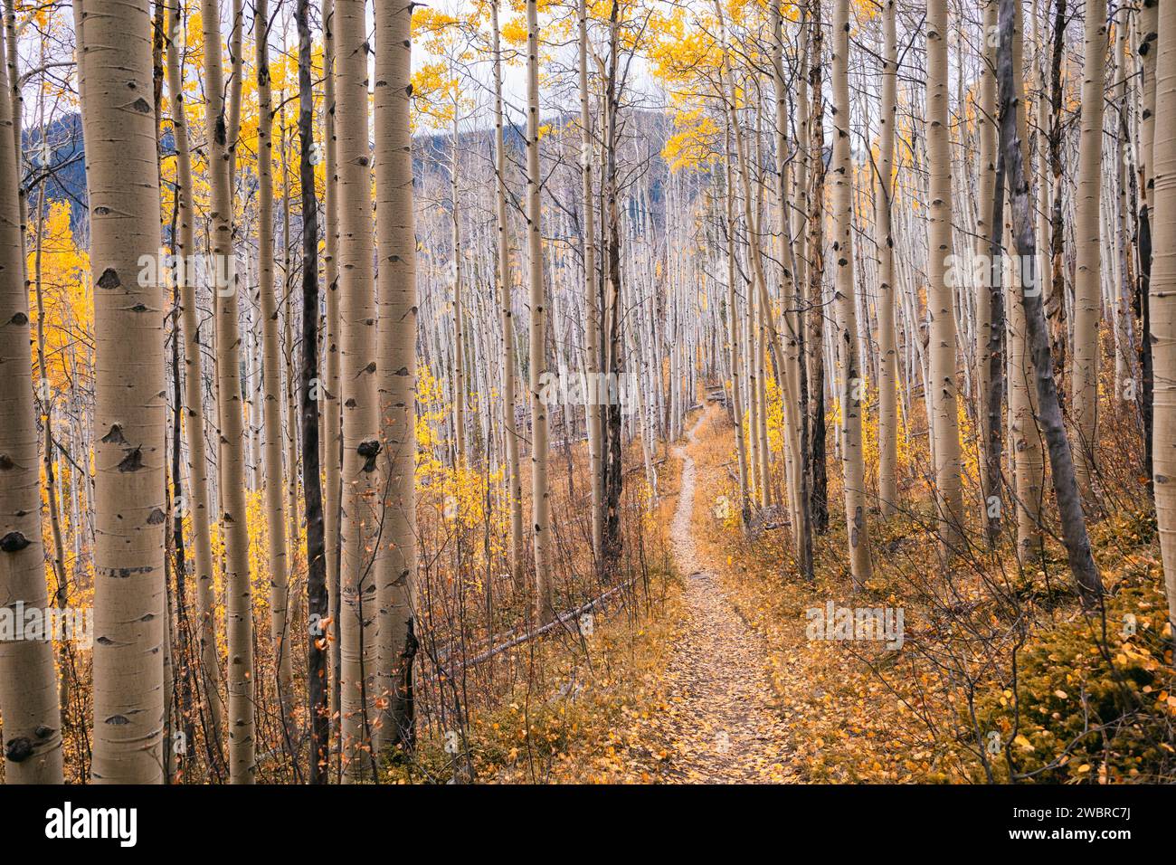Aspen Trees im Herbst in der Eagles Nest Wilderness, Colorado Stockfoto