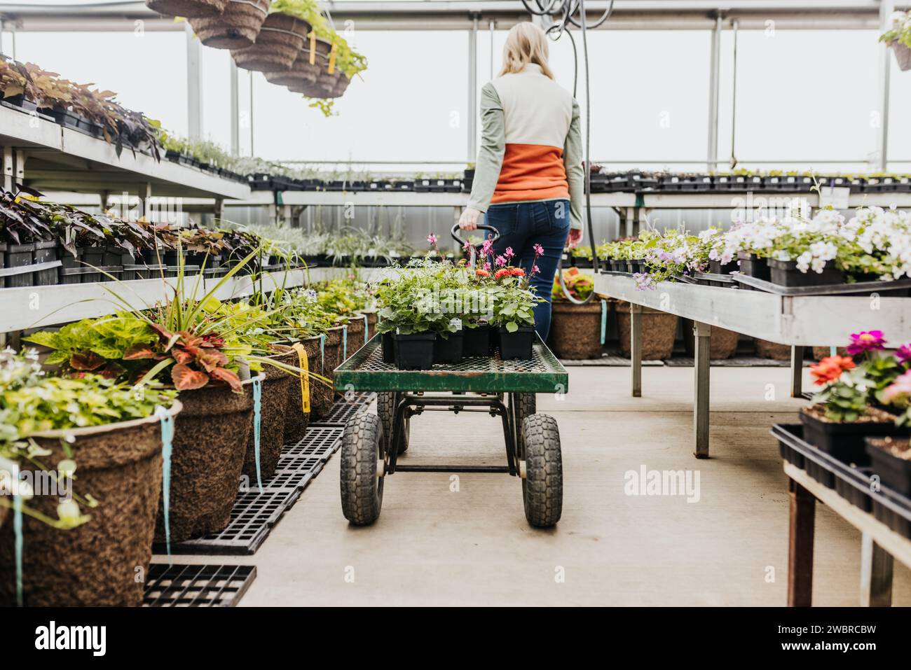 Eine Frau läuft durch das Gewächshaus, während sie einen Wagen voller Blumen zieht Stockfoto