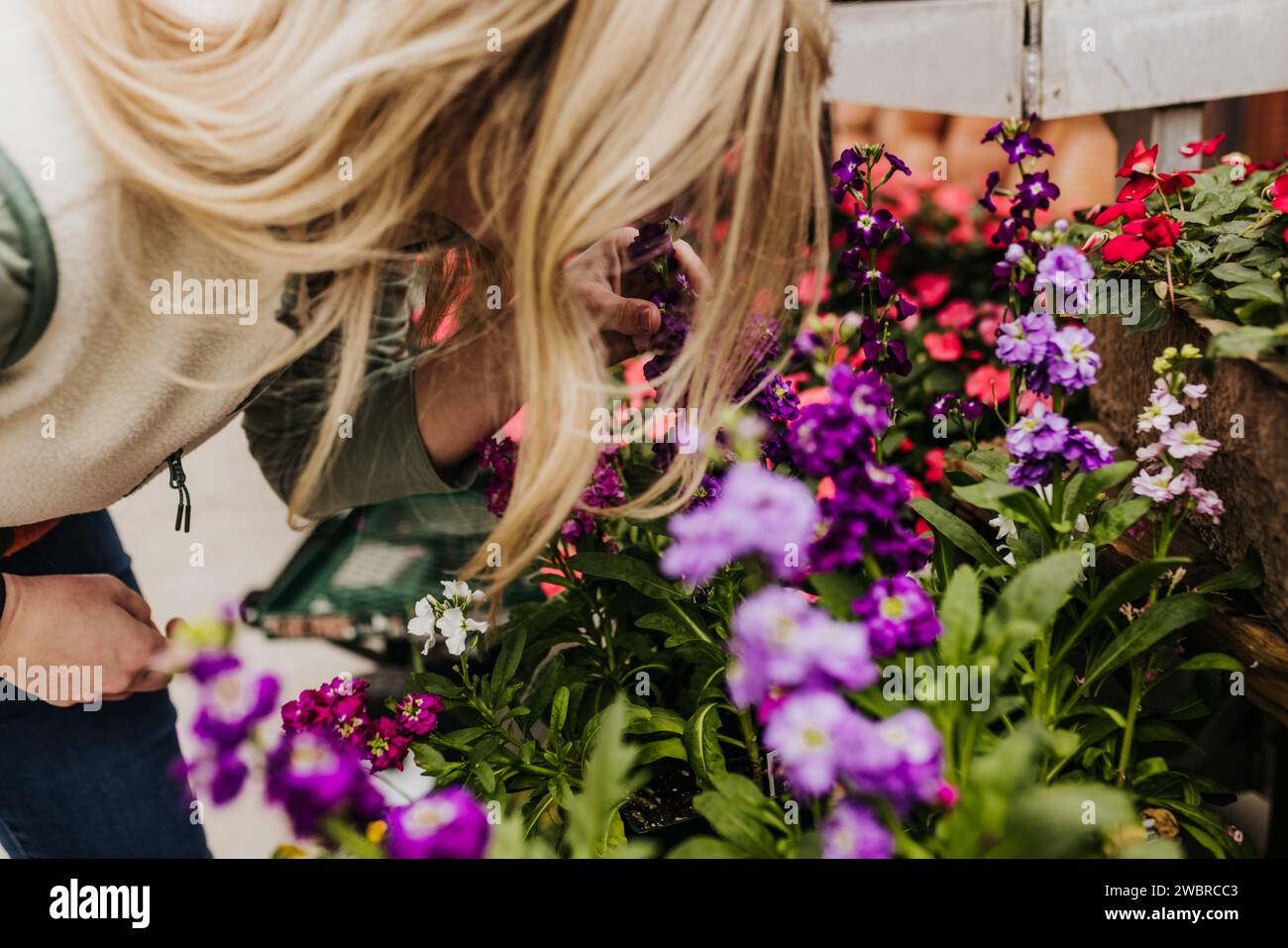 Frau lehnt sich ab, um Blumen im lokalen Gewächshaus zu riechen Stockfoto