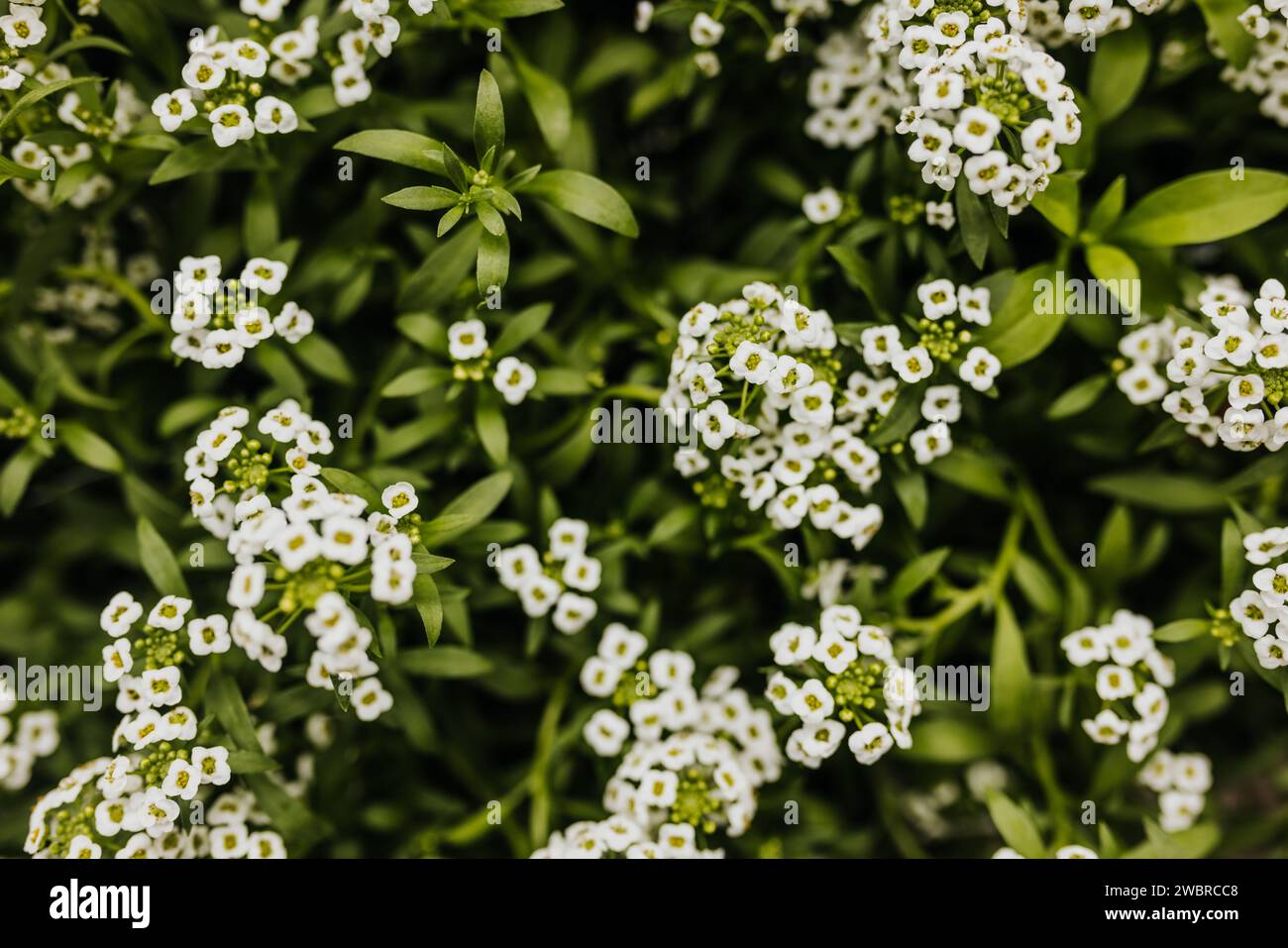 Nahaufnahme von kleinen weißen Blüten umgeben von grünen Blättern Stockfoto