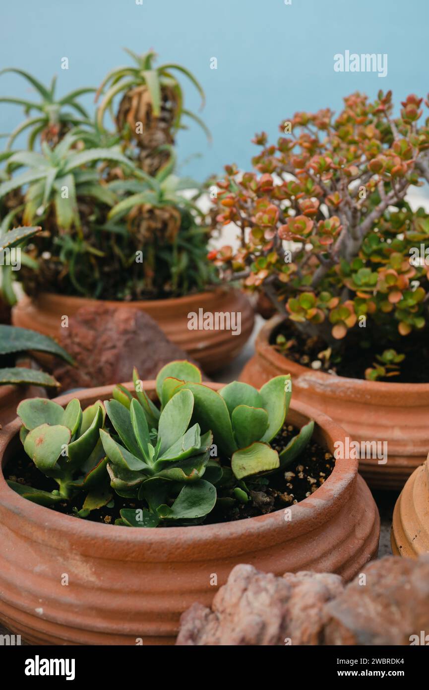Kalanchoe Flapjacks Pflanzen in einem Terracotta-Topf auf blauem Hintergrund Stockfoto