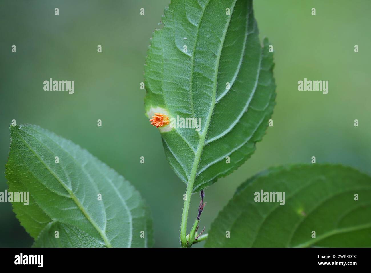 Kronenrost von Gräserpilzen (Puccinia Series coronata). Das Infektblatt des Sanddorns (Rhamnus cathartica). Stockfoto