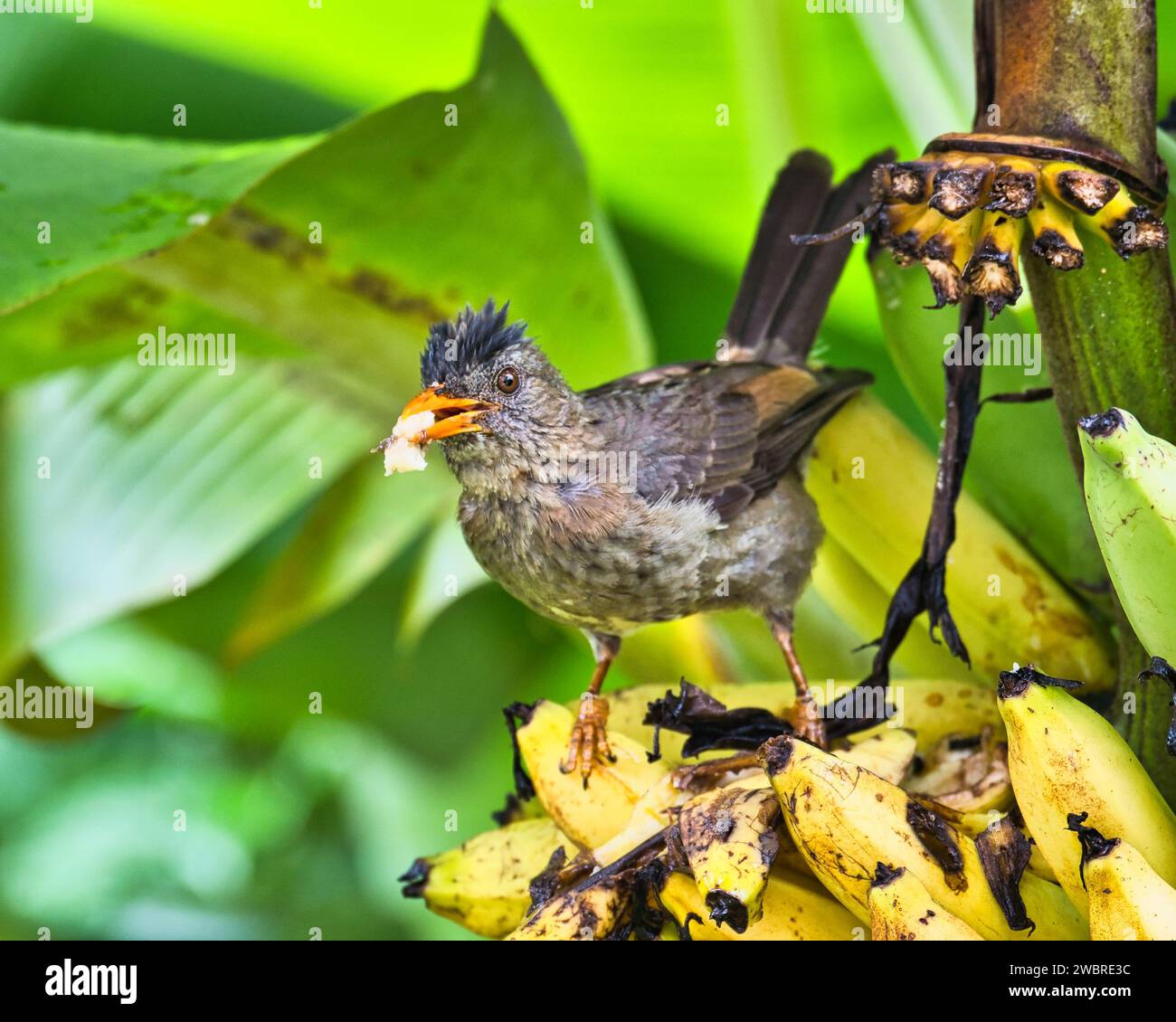 Nahaufnahme des seychellischen bulbul endemischen Vogels, der gelbe Bananen im Garten isst Stockfoto