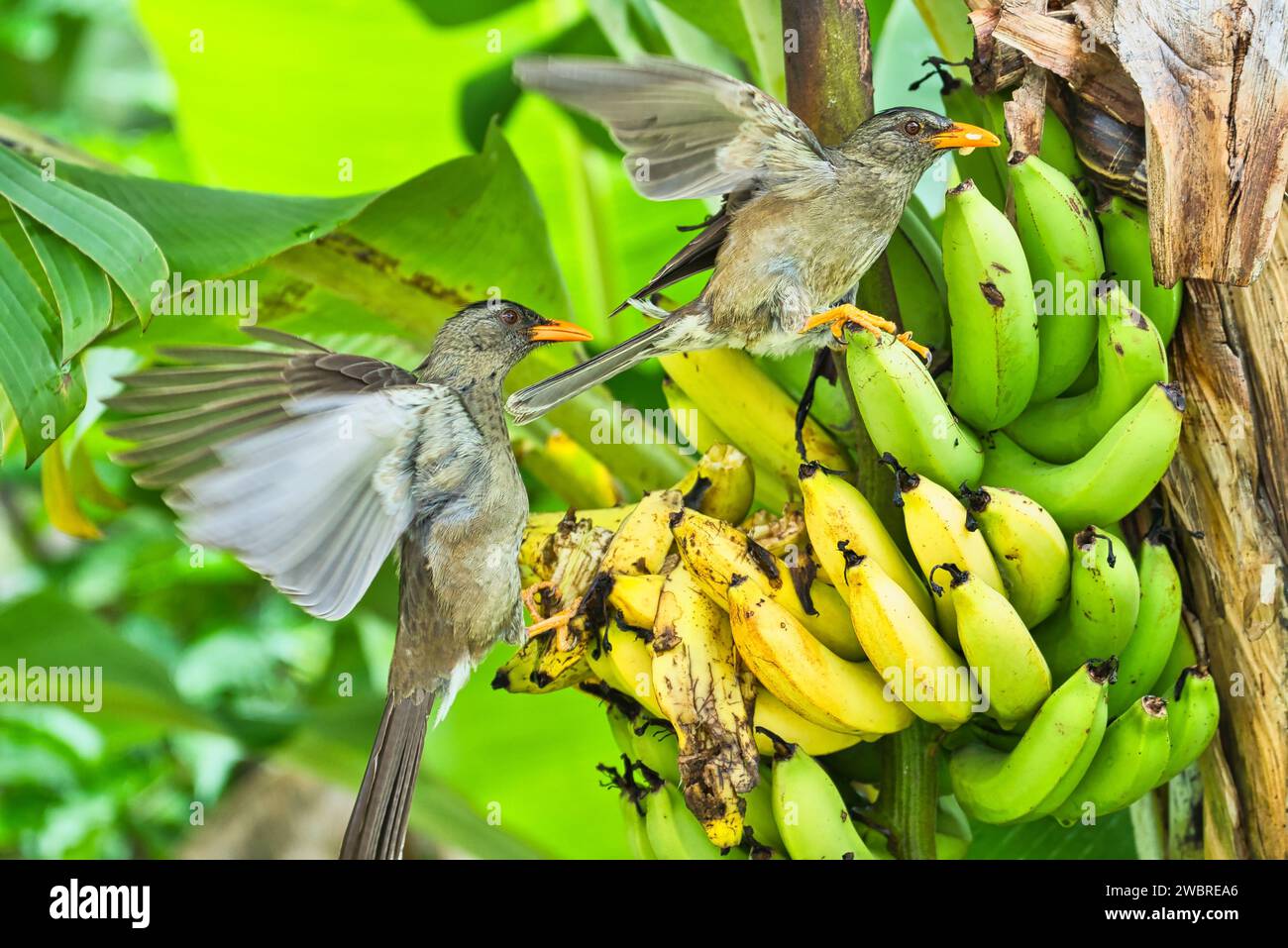 Nahaufnahme des seychellischen bulbul endemischen Vogels, der gelbe Bananen im Garten isst Stockfoto