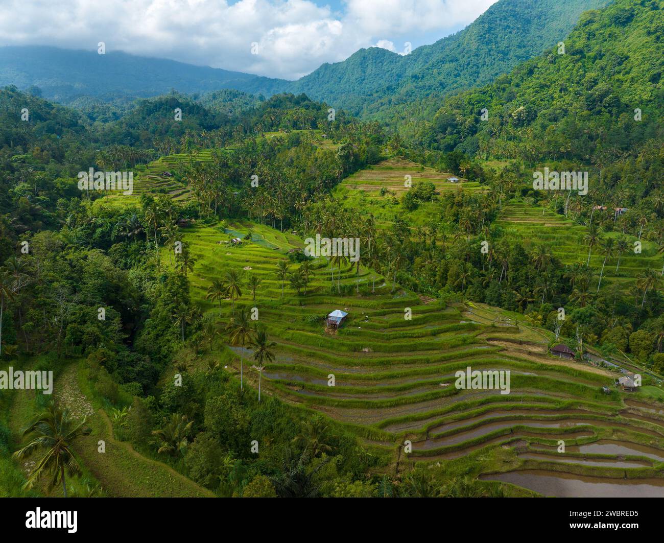 Luftaufnahme der Reisterrassen in Bali in der Nähe des Sekumpul Wasserfalls, Indonesien Stockfoto