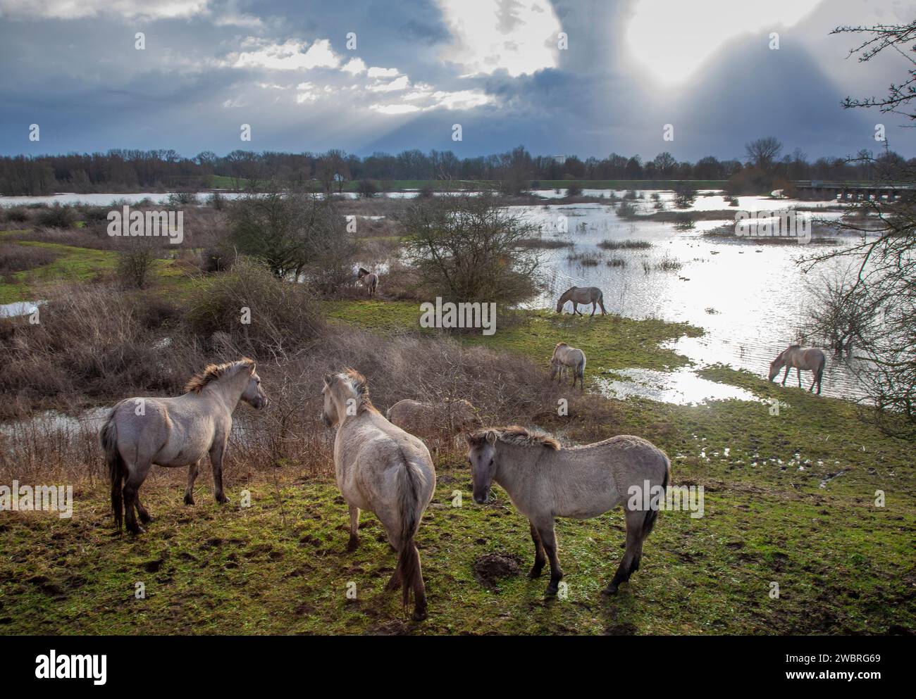 Niederlande, Konikpferde entlang des Rheins im überfluteten Naturpark Meinerswijk bei Arnheim. Stockfoto