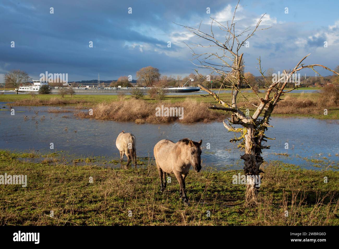 Niederlande, Konikpferde entlang des Rheins im überfluteten Naturpark Meinerswijk bei Arnheim. Stockfoto