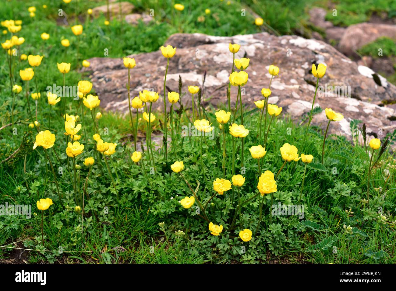 Boton de oro (Ranunculus ollissiponensis) ist ein mehrjähriges Kraut, das auf der zentralen iberischen Halbinsel beheimatet ist. Dieses Foto wurde in Babia, Provinz Leon, Casti aufgenommen Stockfoto