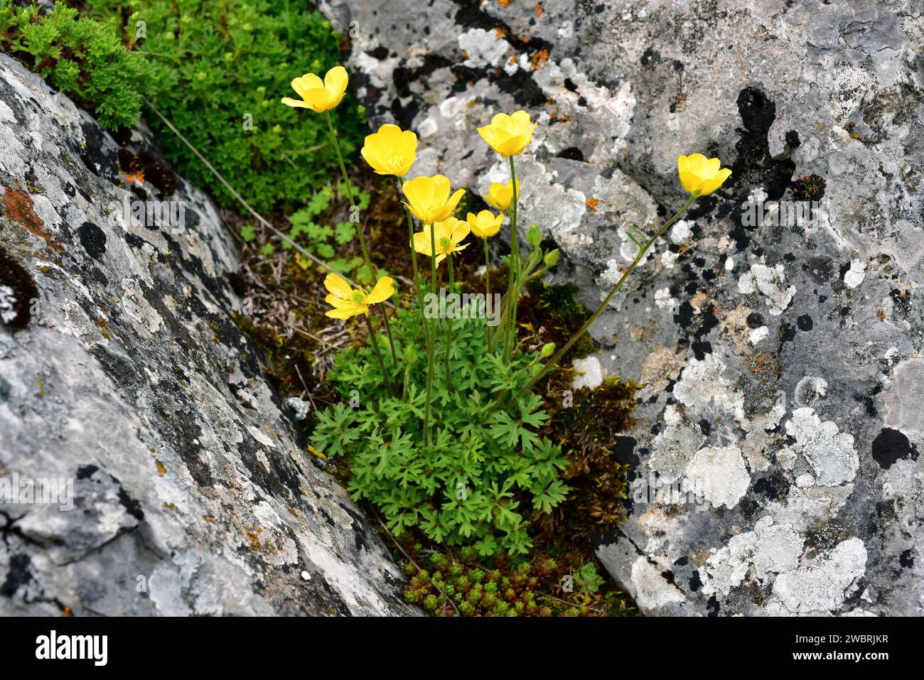 Boton de oro (Ranunculus ollissiponensis) ist ein mehrjähriges Kraut, das auf der zentralen iberischen Halbinsel beheimatet ist. Dieses Foto wurde in Babia, Provinz Leon, Casti aufgenommen Stockfoto