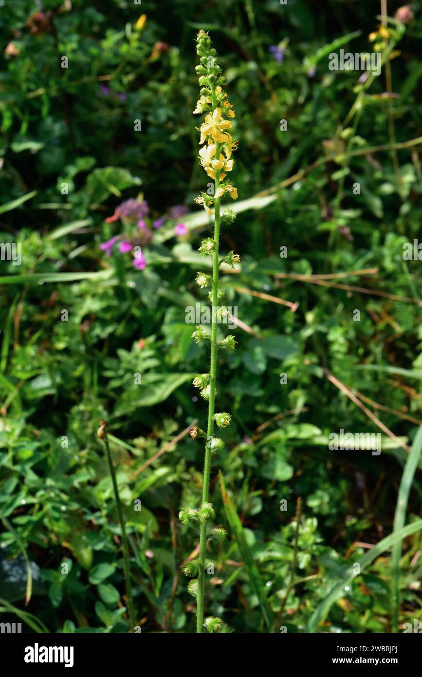 Agrimonia eupatoria (Agrimonia eupatoria) ist ein mehrjähriges Heilkraut aus Eurasien und Nordafrika. Dieses Foto wurde in Pallars Sobira, Lleida, aufgenommen Stockfoto