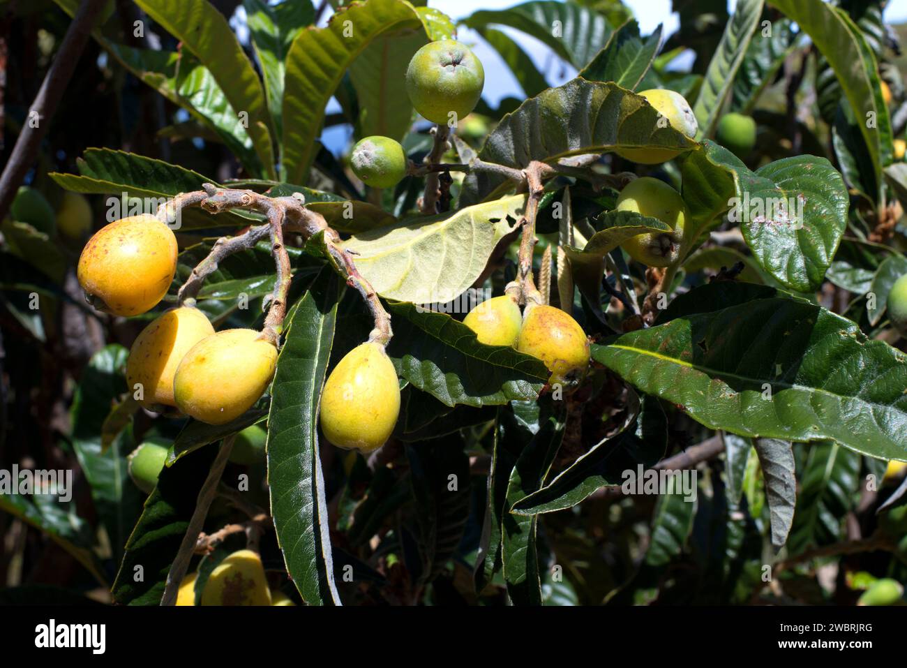 Loquat oder japanisches Medlar (Eriobotrya japonica) ist ein kleiner Baum, der in China beheimatet ist. Seine Früchte sind essbar. Stockfoto