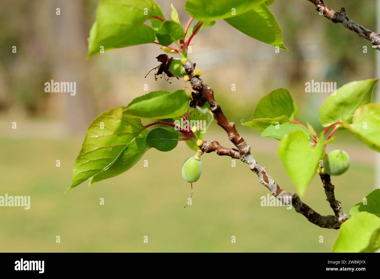 Aprikosenbaum (Prunus armeniaca) ist ein Laubbaum, der in Asien von Armenien bis China beheimatet ist. Es wird wegen seiner essbaren Früchte (Drupes) häufig angebaut. Verlassen Stockfoto