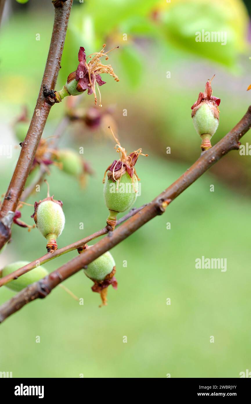 Aprikosenbaum (Prunus armeniaca) ist ein Laubbaum, der in Asien von Armenien bis China beheimatet ist. Es wird wegen seiner essbaren Früchte (Drupes) häufig angebaut. Jung Stockfoto