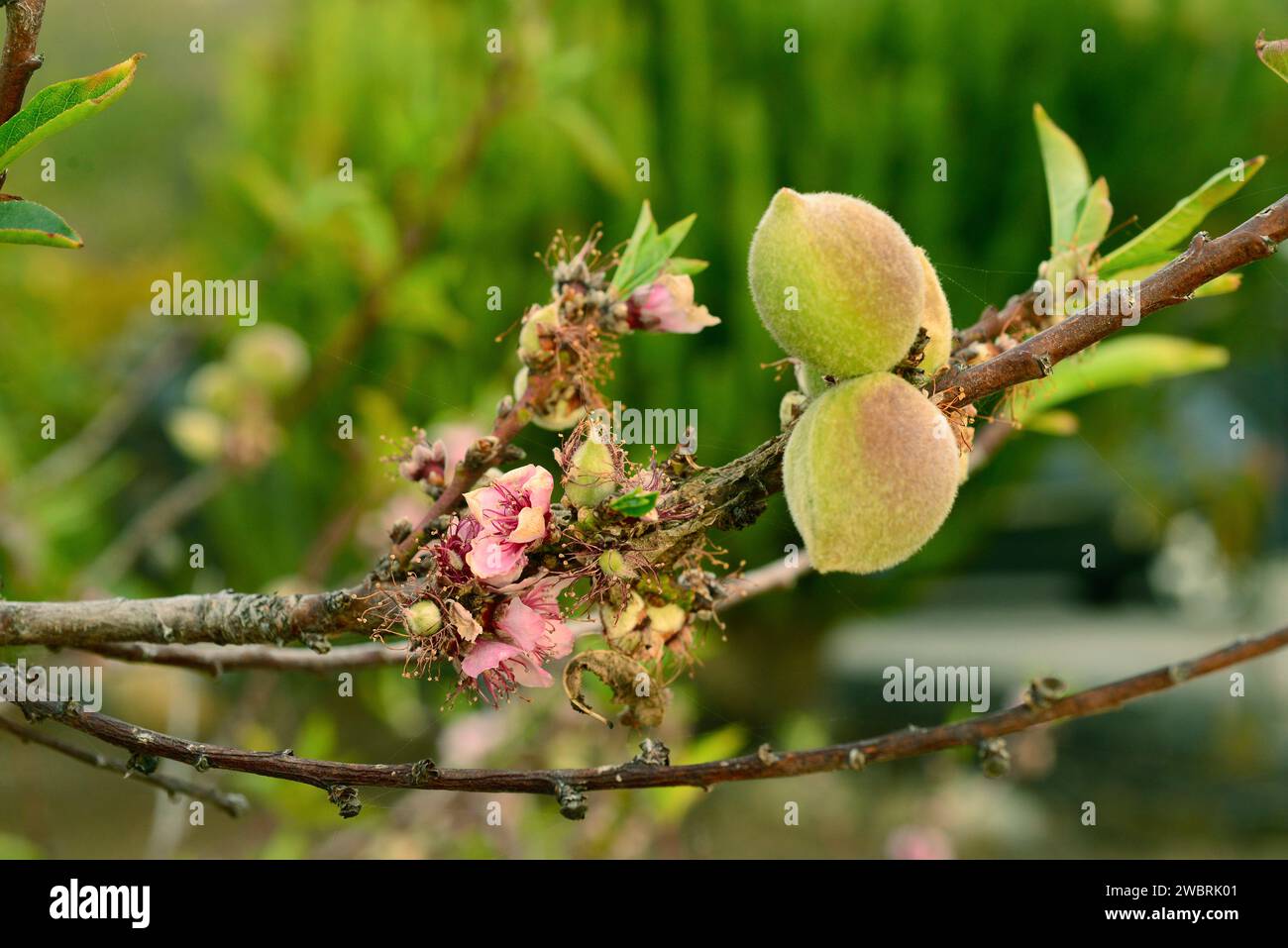 Aprikosenbaum (Prunus armeniaca) ist ein Laubbaum, der in Asien von Armenien bis China beheimatet ist. Es wird wegen seiner essbaren Früchte (Drupes) häufig angebaut. Flowe Stockfoto