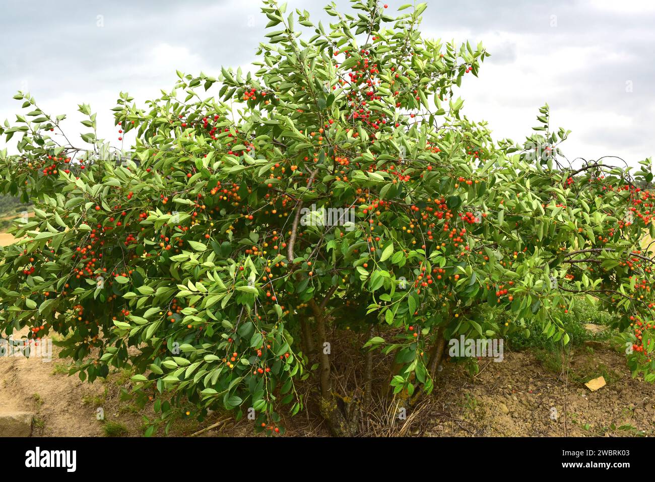 Sauerkirsche (Prunus cerasus) ist ein Laubstrauch, der in Europa und Westasien beheimatet ist. Seine Früchte (Steinfrüchte) sind essbar, aber säurehaltiger als Süßkirsche Stockfoto
