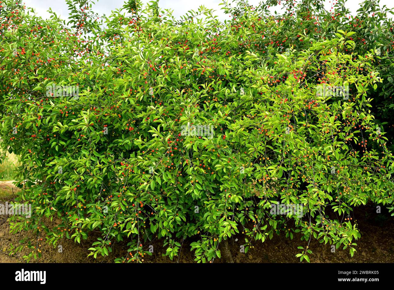Sauerkirsche (Prunus cerasus) ist ein Laubstrauch, der in Europa und Westasien beheimatet ist. Seine Früchte (Steinfrüchte) sind essbar, aber säurehaltiger als Süßkirsche Stockfoto