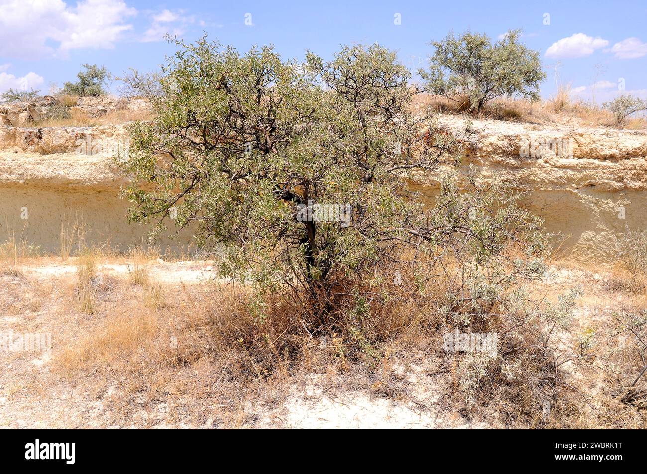 Prunus dulcis amara oder Prunus amygdalus amara) ist ein aus der Türkei stammender Laubstrauch aus Asien. Seine Samen sind Giftstoffe. Dieses Foto wurde aufgenommen Stockfoto