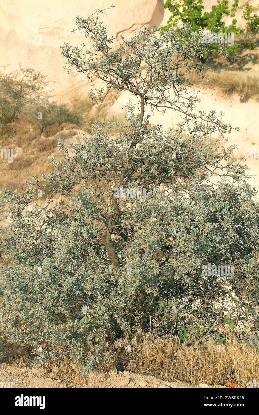 Prunus dulcis amara oder Prunus amygdalus amara) ist ein Laubstrauch aus Asien von der Türkei bis Indien. Seine Samen sind Giftstoffe. Dieses Foto Stockfoto