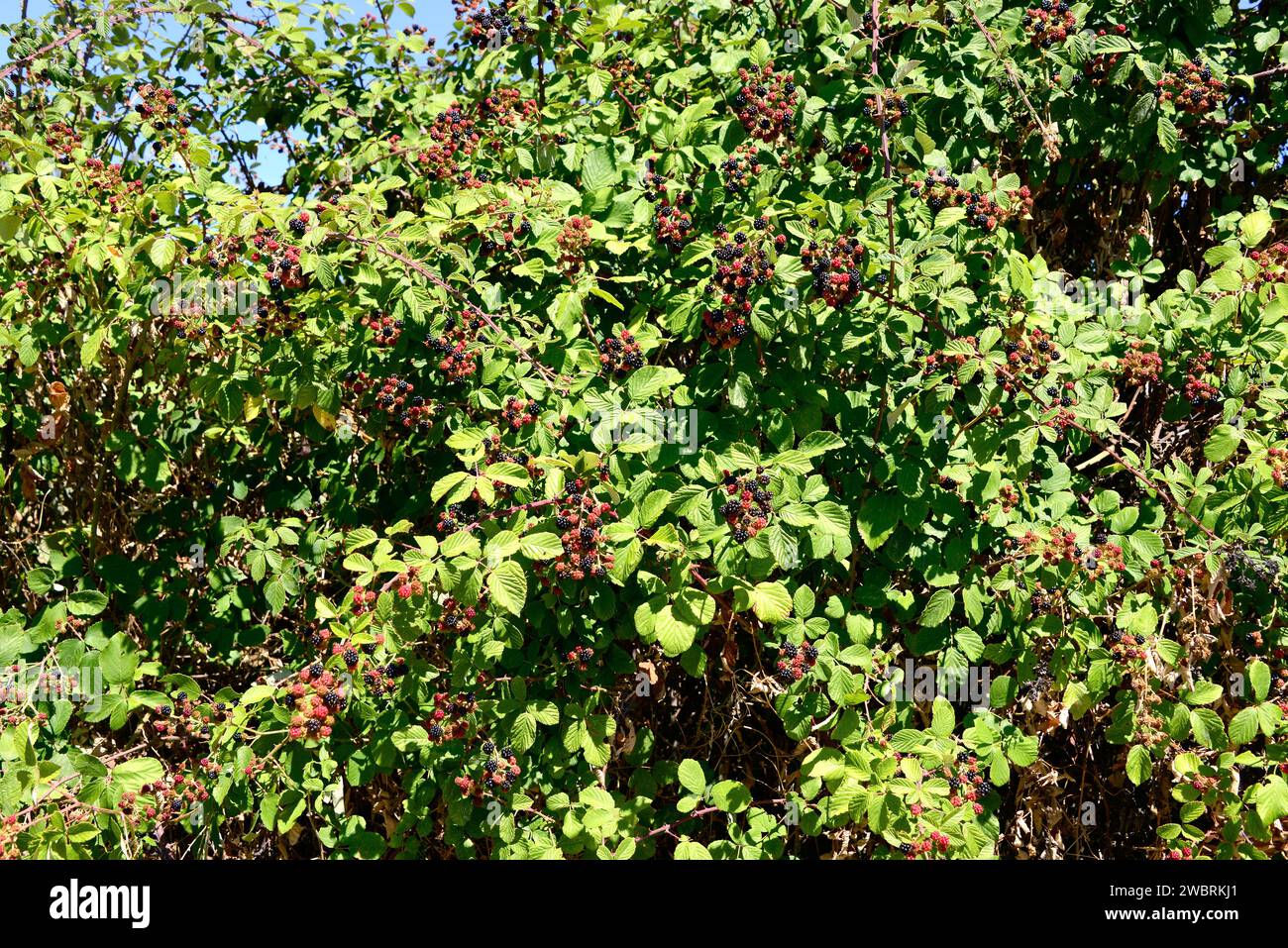 Elmleaf brombeere (Rubus ulmifolius) ist ein Laubstrauch aus dem Mittelmeerbecken und dem Vereinigten Königreich. Seine Früchte (Polidrupes) sind essbar Stockfoto