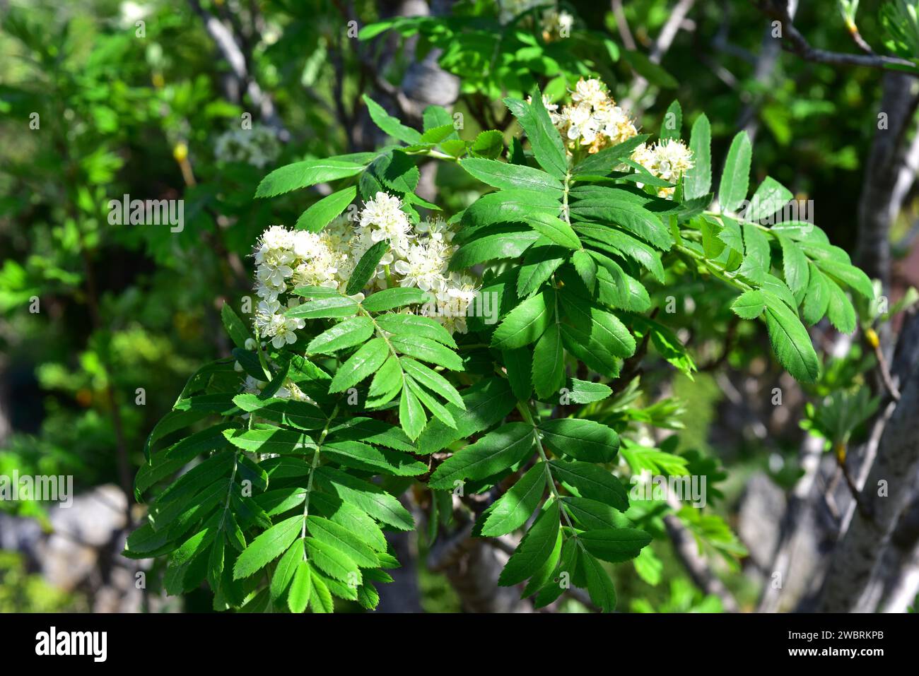 Sorbus domestica ist ein Laubbaum, der in Südeuropa, Nordafrika, dem Kaukasus und der Nordtürkei beheimatet ist. Blumen und Blätter d Stockfoto