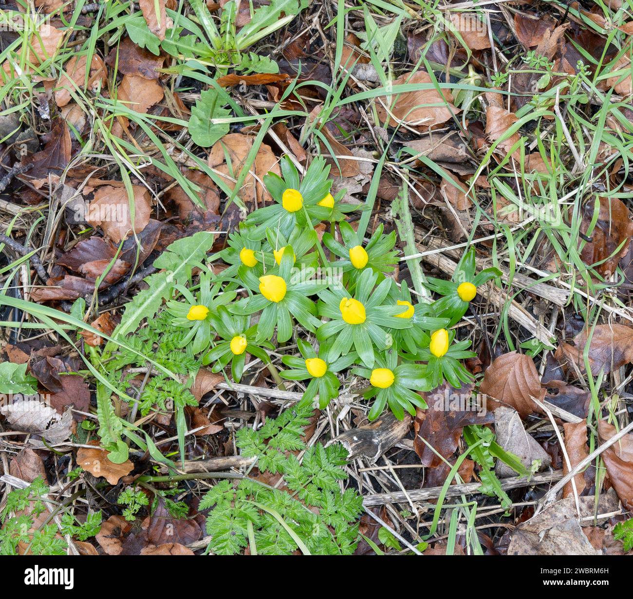 Winter-Aconit im Keim Anfang Januar 2024, Cherry Willingham, Lincolnshire, England, Großbritannien Stockfoto