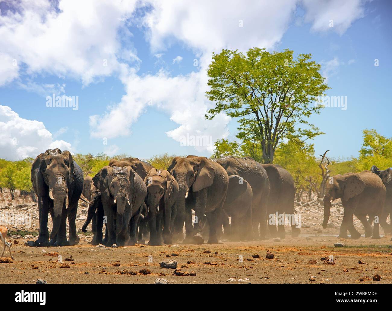 Herde afrikanischer Elefanten, die vom Busch zur Kamera laufen, mit einem kleinen grünen, lebendigen Baum und natürlichem Buschhintergrund, es fliegt Staub herum Stockfoto