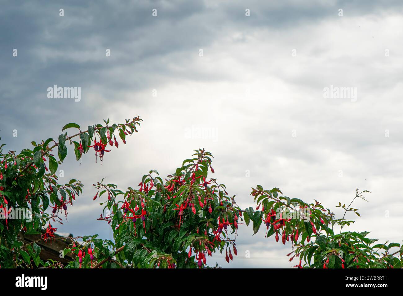 Sepia Blumen und der Himmel Stockfoto