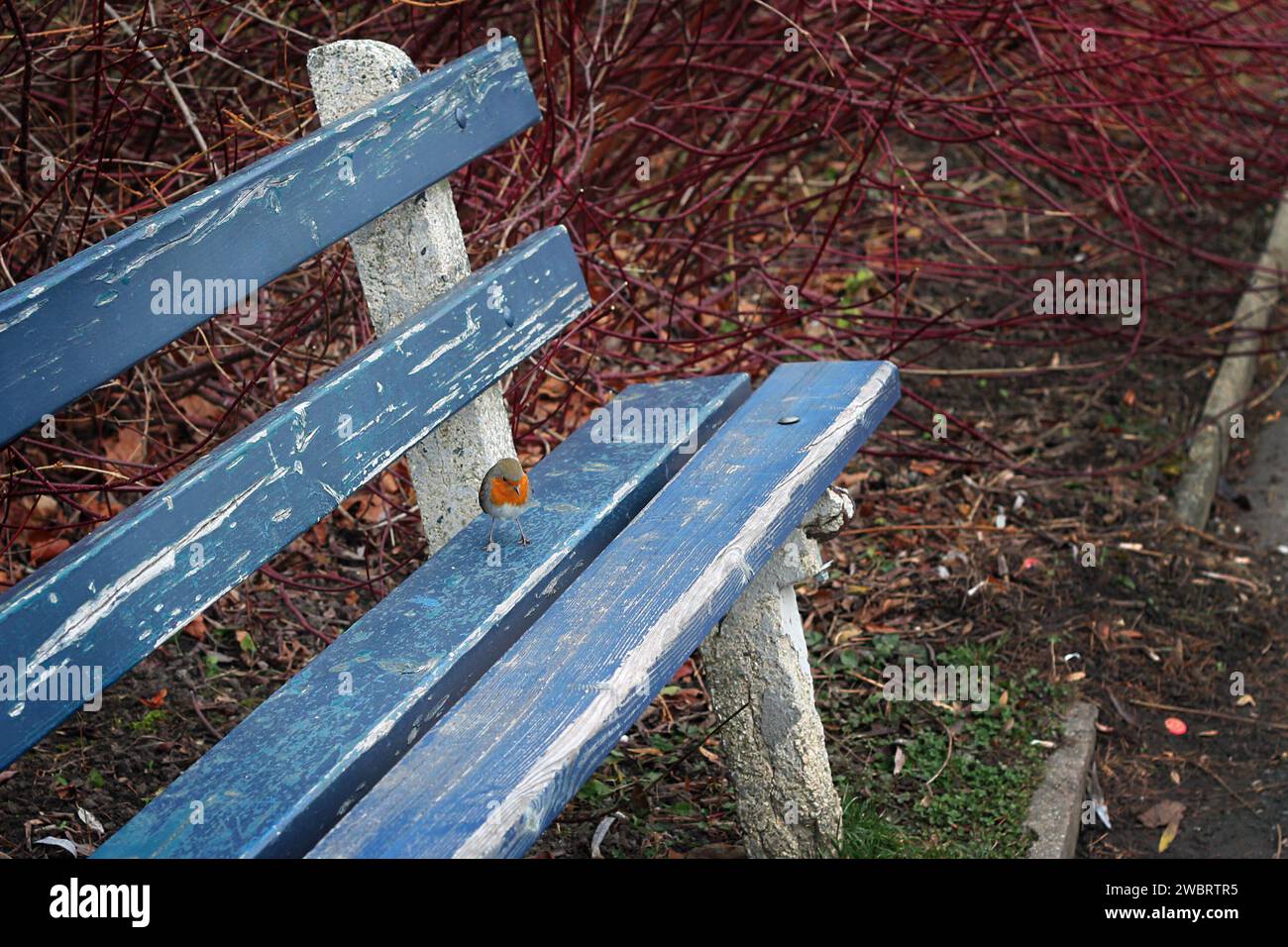 Ein kleiner rotkehlchen, der auf einer blauen Holzbank sitzt. Stockfoto