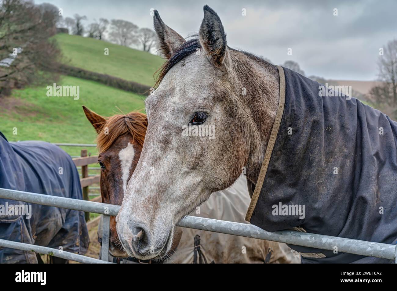 Offene Kopf- und Schultern des Pferdes Porträt eines weißen und grauen Pferdes über der Überwinterung in einem kleinen Koppel mit zwei anderen Pferden, die einander Gesellschaft leisten Stockfoto