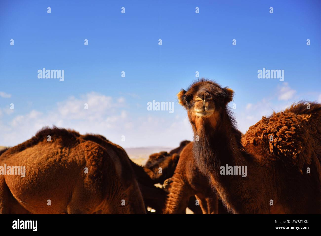 Begegnung mit einer Karawane wilder Kamele in der Wüste Maranjab, Aran o Bidgol, Provinz Isfahan, Nordost von Kaschan, Iran Stockfoto