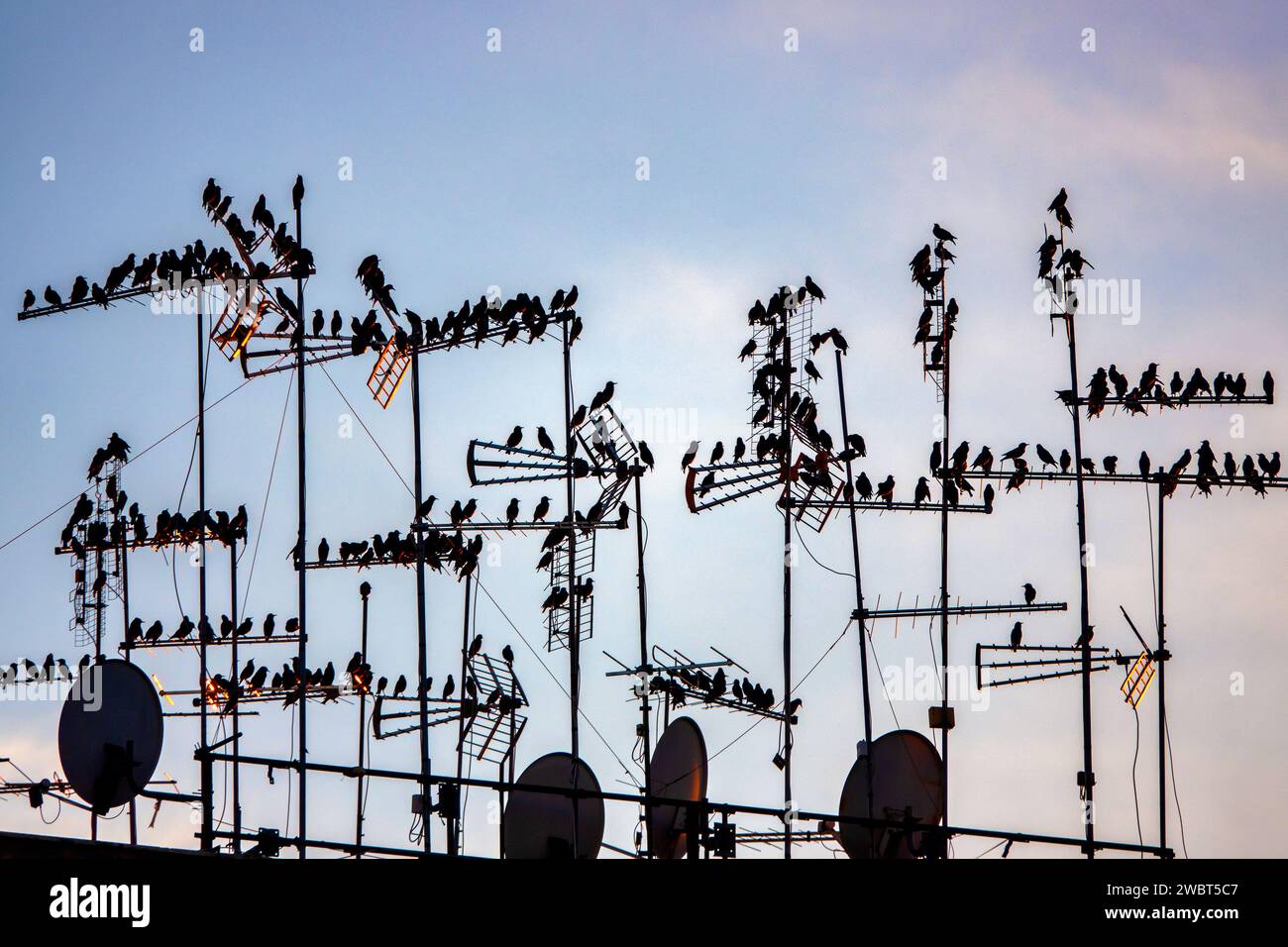 Sternchen, die bei Sonnenuntergang auf Antennen sitzen, Rom, Italien Stockfoto