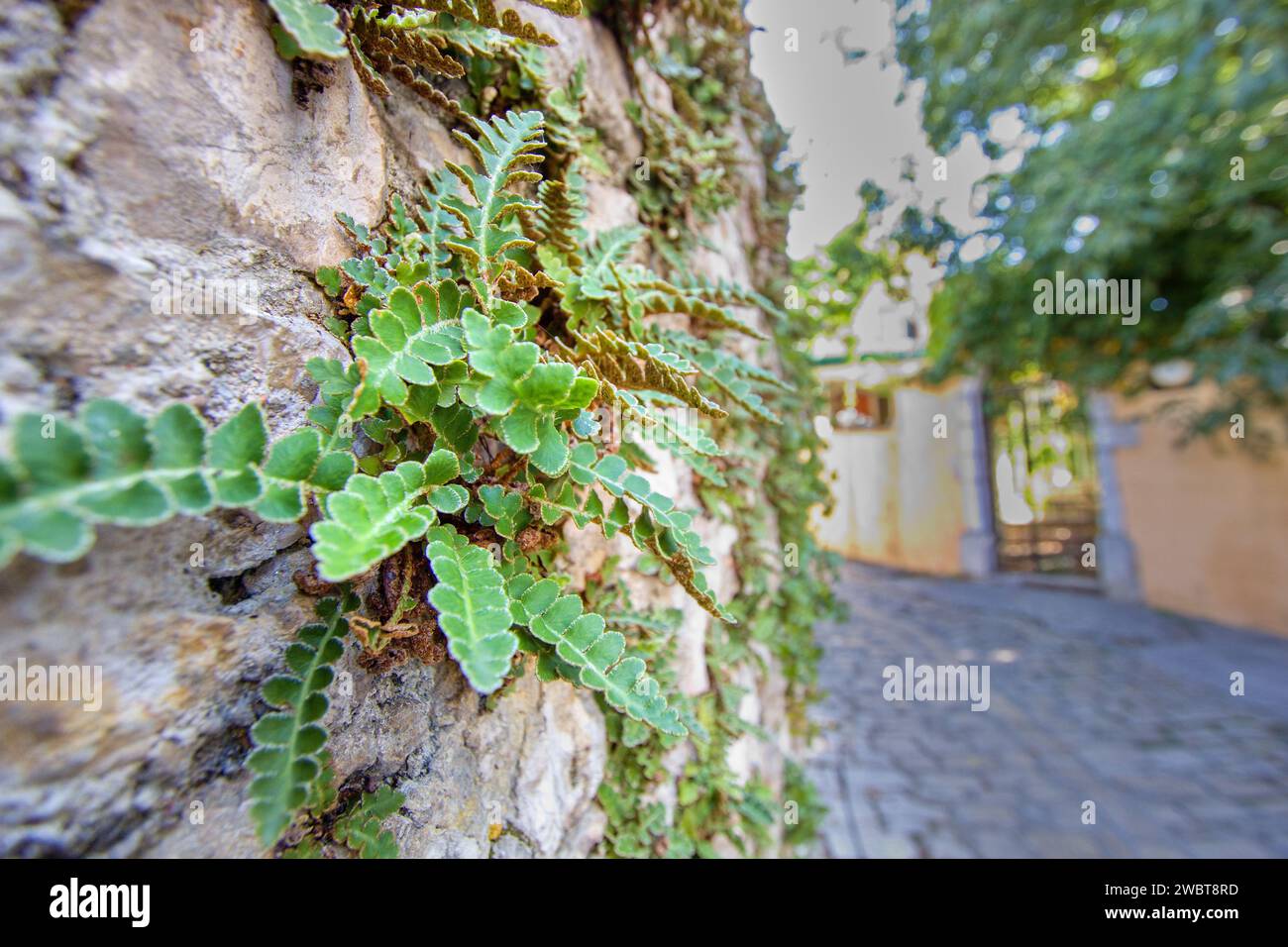 Der Rustyback Farn (Asplenium ceterach) an der Mauer in der Straße der Stadt - Weitwinkelfoto Stockfoto